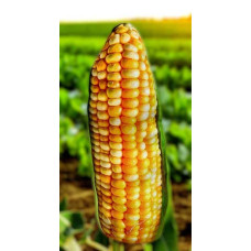 М'яка іграшка-подушка антистрес 3D Кукурудза 80см